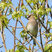 Cedar Waxwing